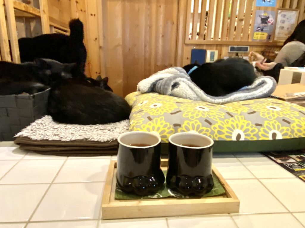 猫カフェ🐈‍⬛なう①